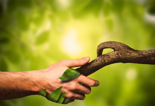 istockphoto-1146293237-170667a Nature manipulation. Handshaking with nature. Human hand. Nature. Shallow DOF. Developed from RAW; retouched with special care and attention; Small amount of grain added for best final impression. 16 bit Adobe RGB color profile.